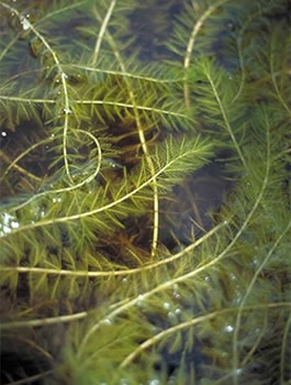 eurasion-water-milfoil-portrait