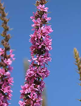 purple_loosestrife2 purple_loosestrife2