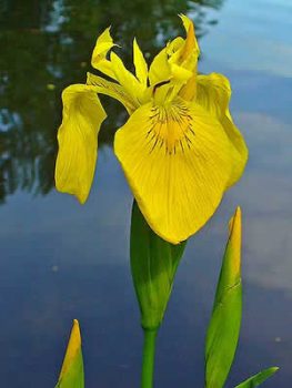yellow_iris yellow_iris