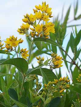 yellow_loosestrife